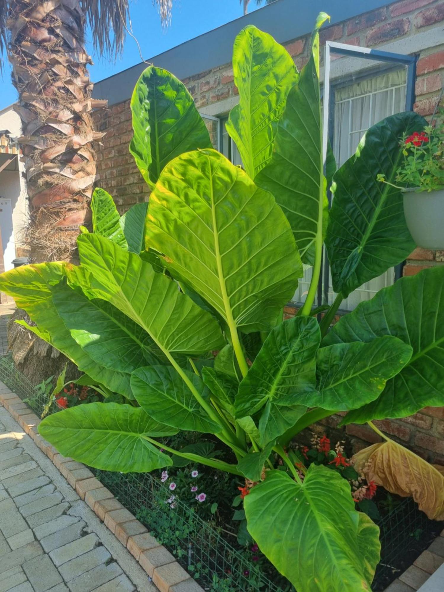 Grace B&B Potchefstroom Kültér fotó